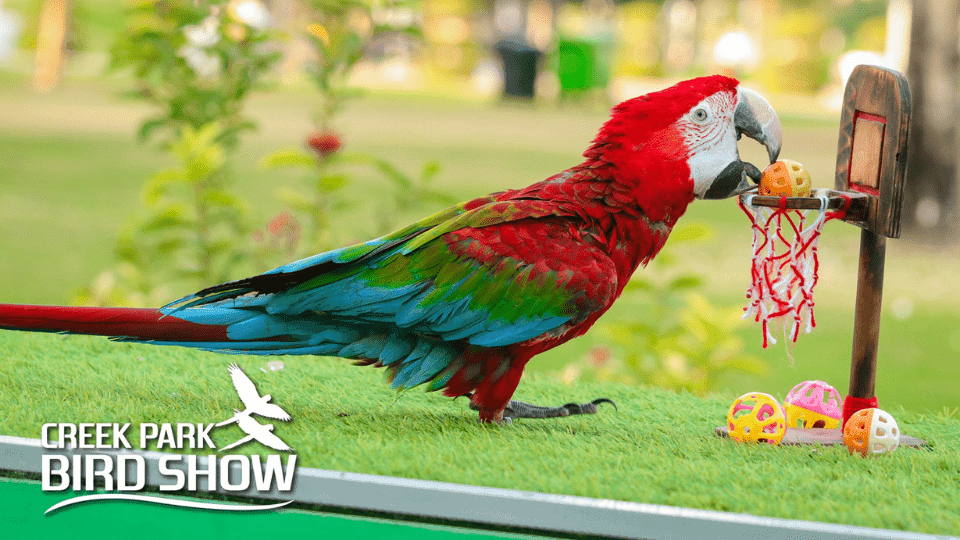 exotic bird show, dubai dolphinarium
