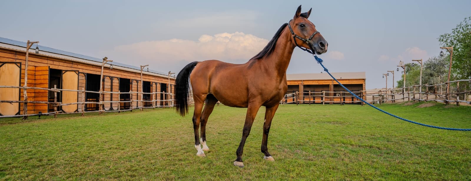 al marmoom horse riding