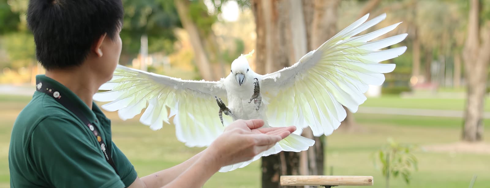 exotic bird show, dubai dolphinarium