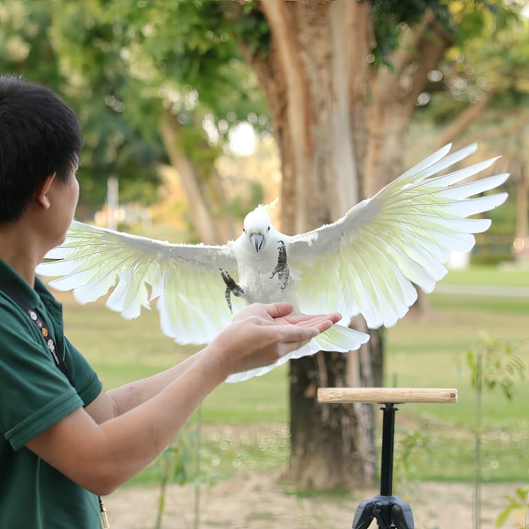 exotic bird show, dubai dolphinarium